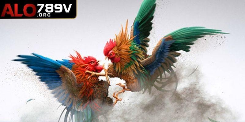 Giới thiệu sơ lược về đá gà ALO789